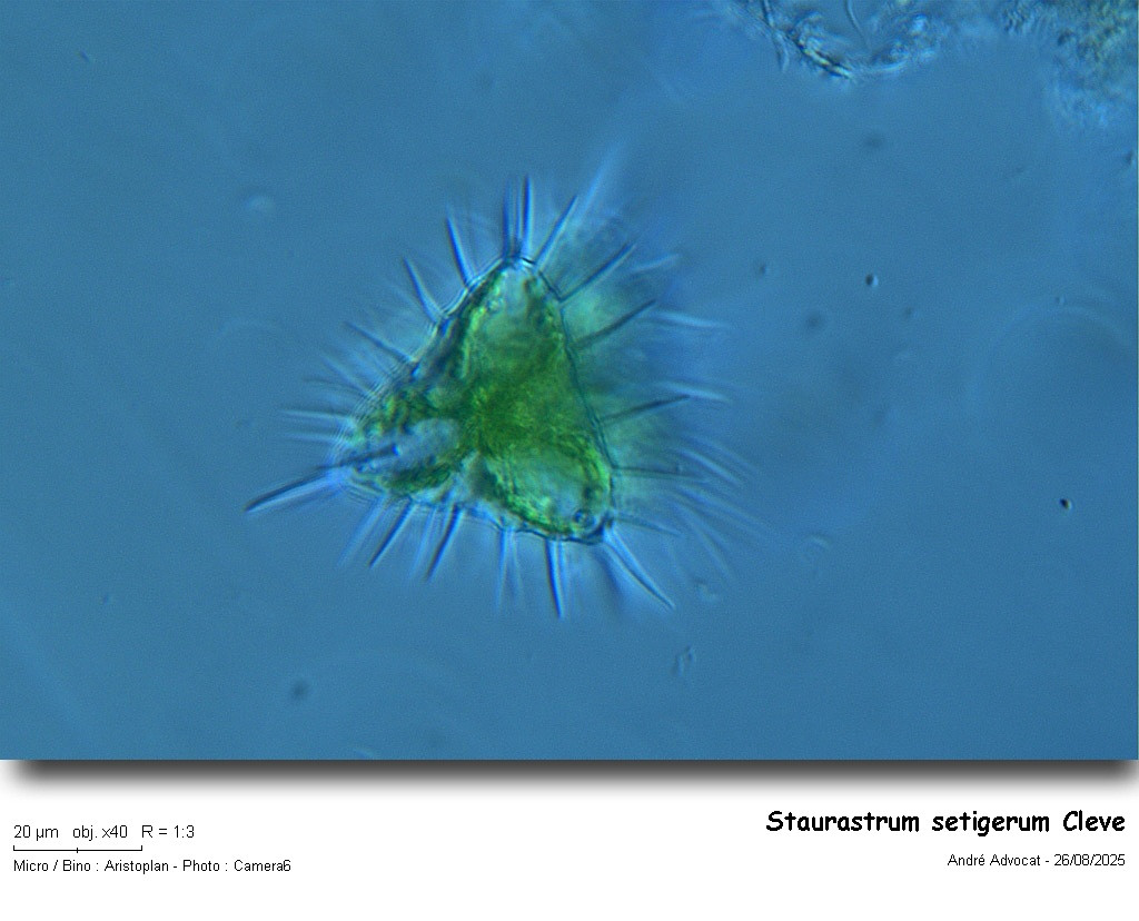 Staurastrum setigerum Cleve #83447