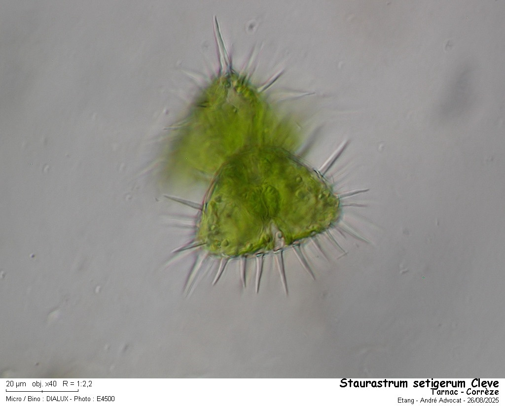 Staurastrum setigerum Cleve #83444