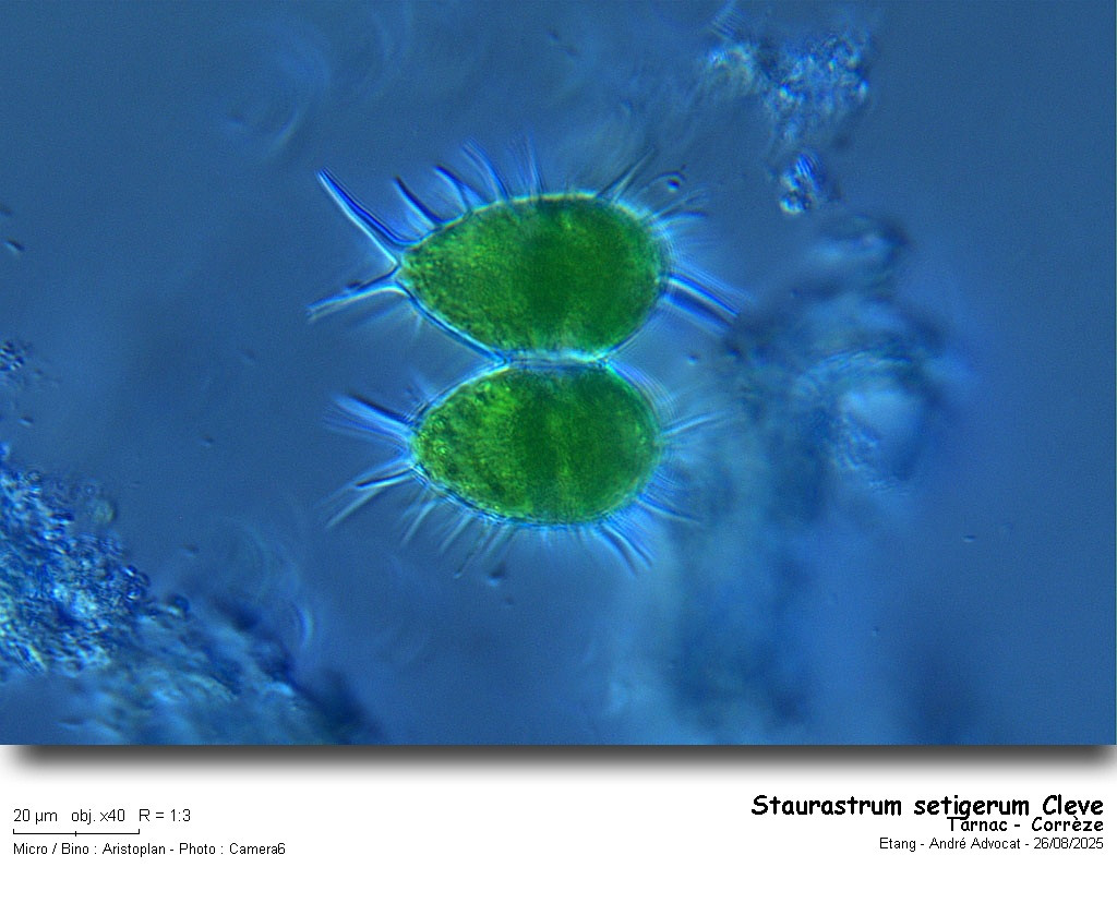 Staurastrum setigerum Cleve #83445