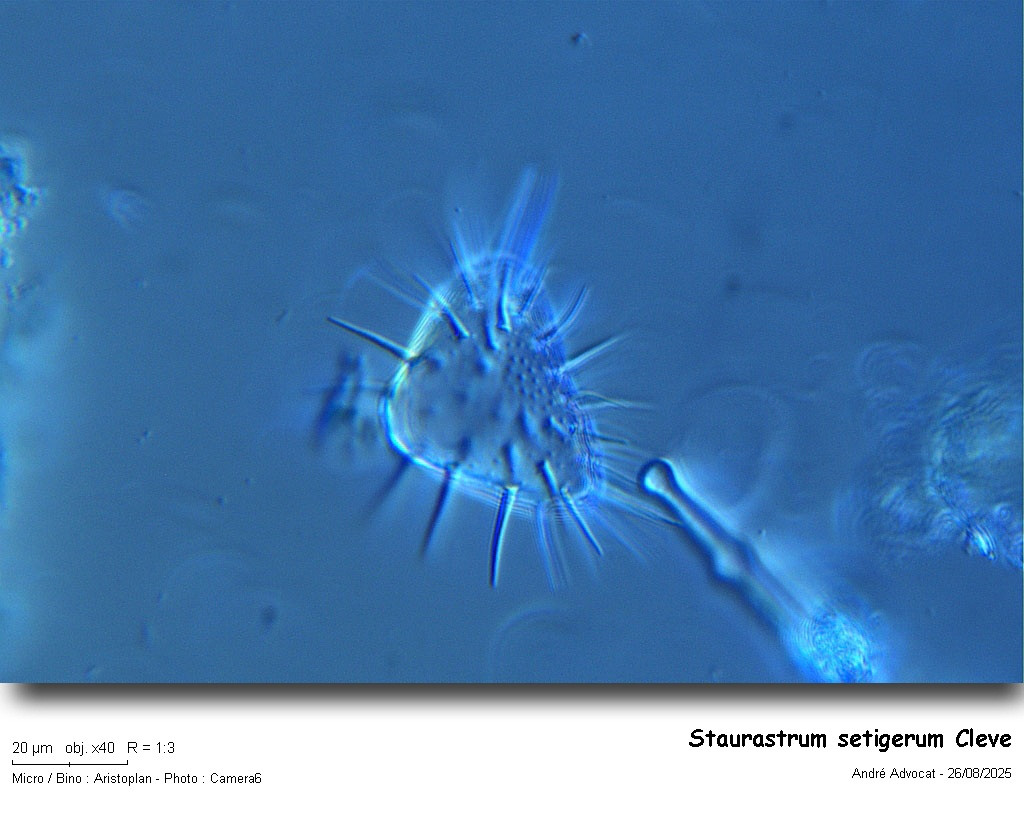 Staurastrum setigerum Cleve #83448
