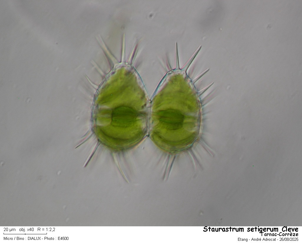 Staurastrum setigerum Cleve #83443