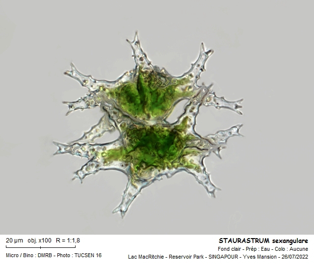 STAURASTRUM sexangulare #71544