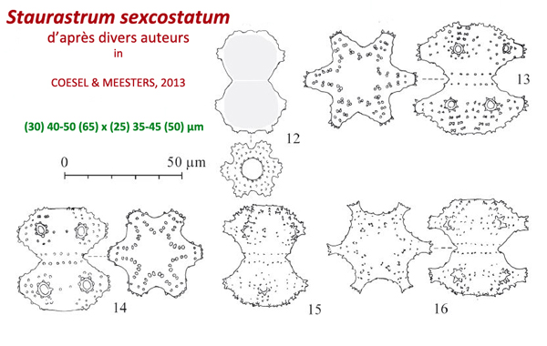 Staurastrum sexcostatum Breb. #80604