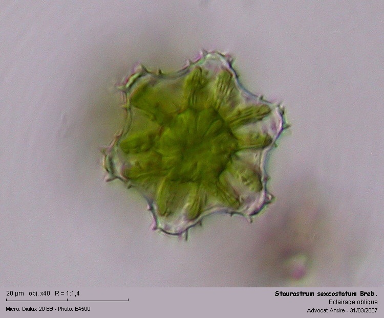 Staurastrum sexcostatum Breb. #1974