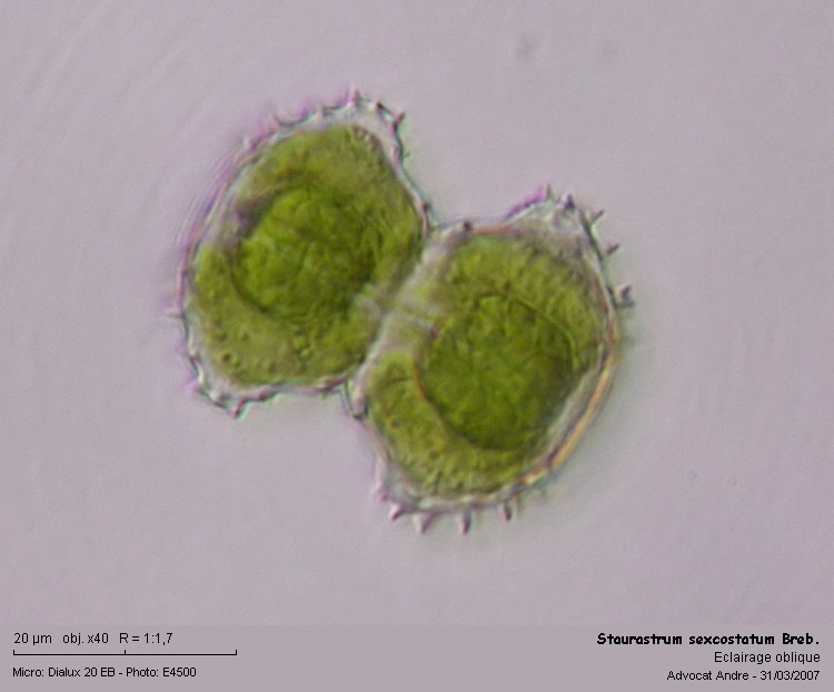 Staurastrum sexcostatum Breb. #1976