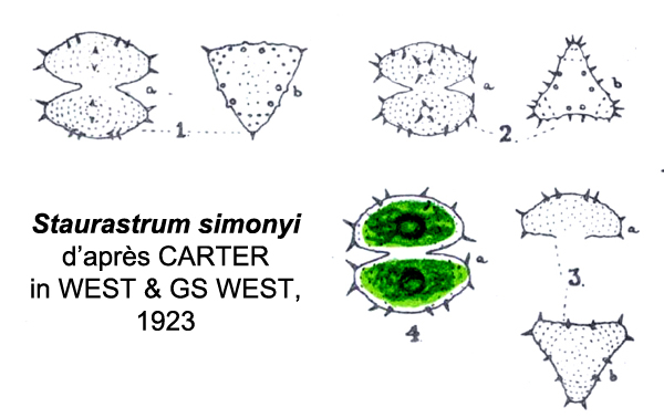 Staurastrum simonyi #77261