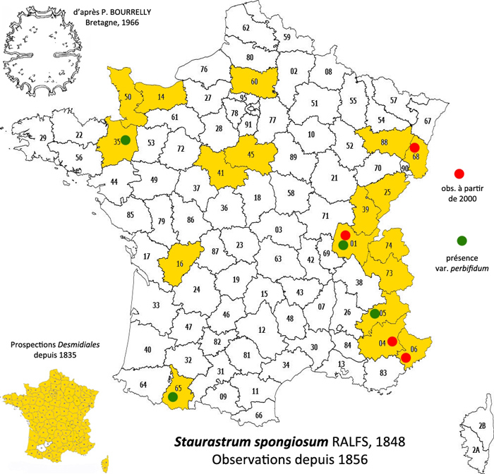 Staurastrum spongiosum Ralfs #79645