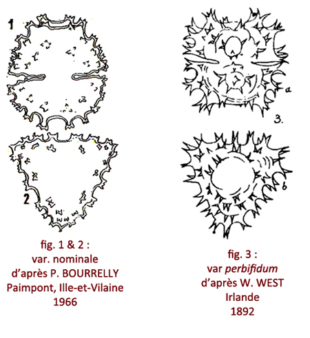 Staurastrum spongiosum Ralfs #79646