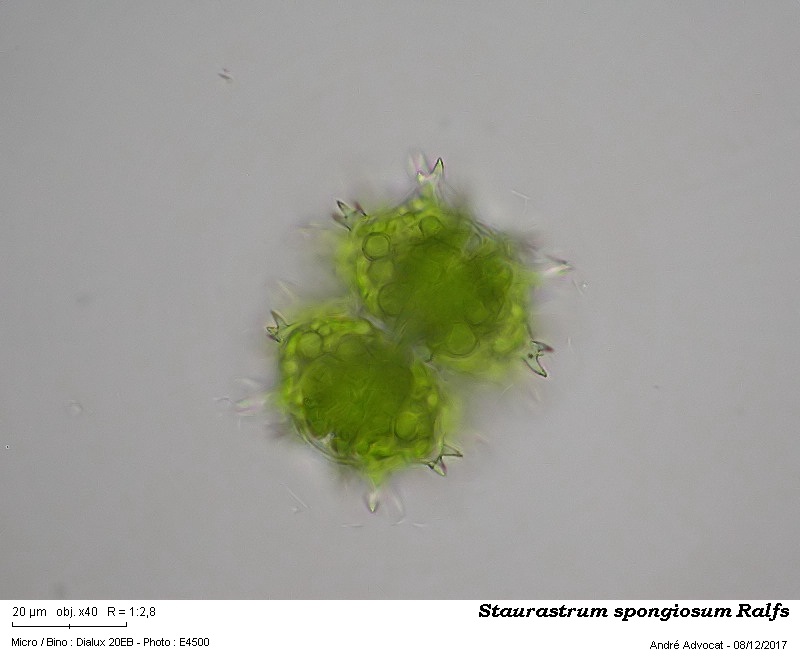 Staurastrum spongiosum Ralfs #52889