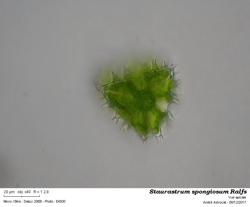 Staurastrum spongiosum Ralfs #52892