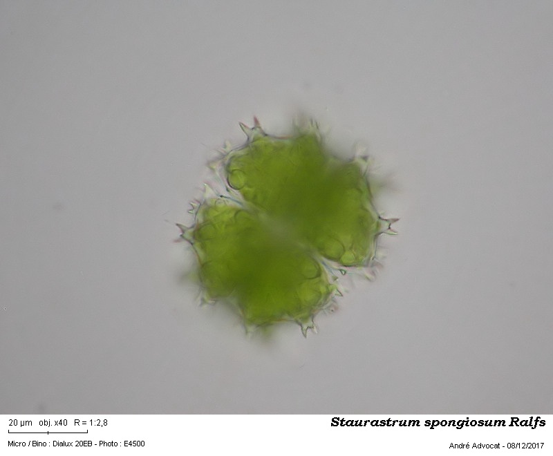 Staurastrum spongiosum Ralfs #52888