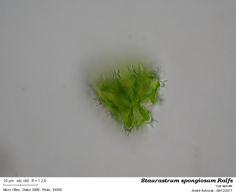Staurastrum spongiosum Ralfs #52893