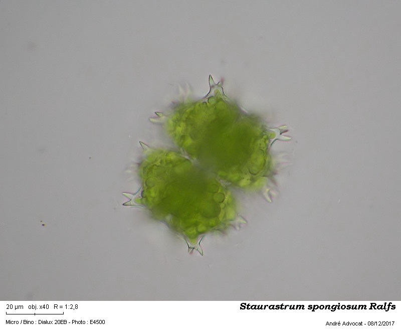 Staurastrum spongiosum Ralfs #52887