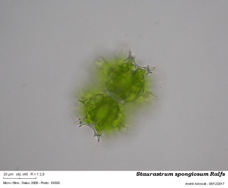 Staurastrum spongiosum Ralfs #52890