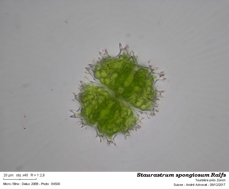 Staurastrum spongiosum Ralfs #52886