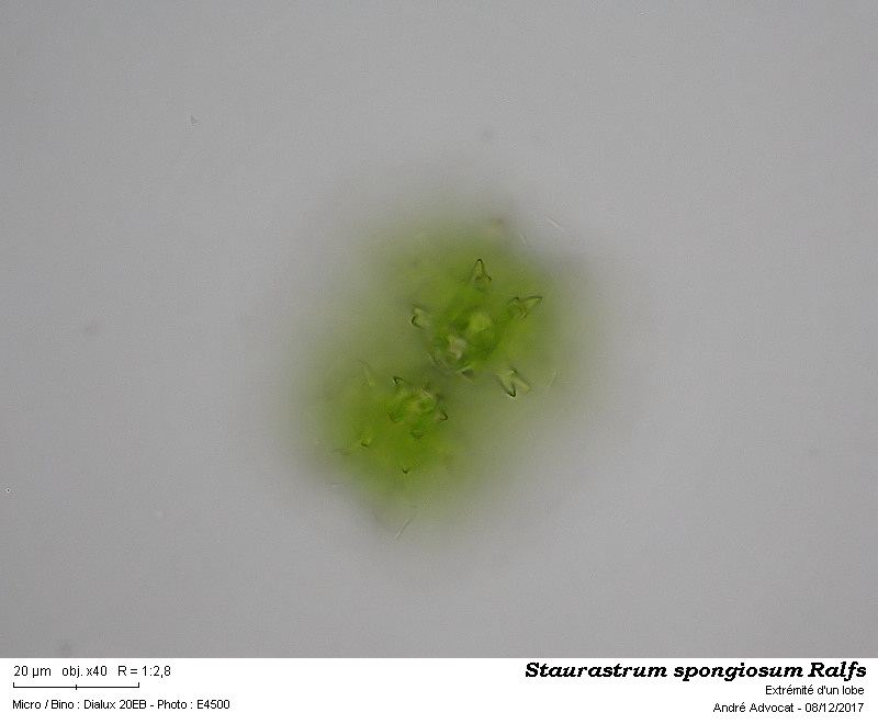 Staurastrum spongiosum Ralfs #52891