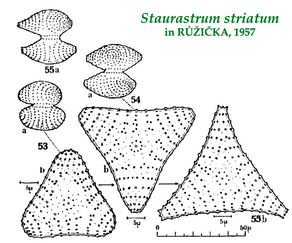 Staurastrum striatum (W.et G.S.West) Ruzicka #84733