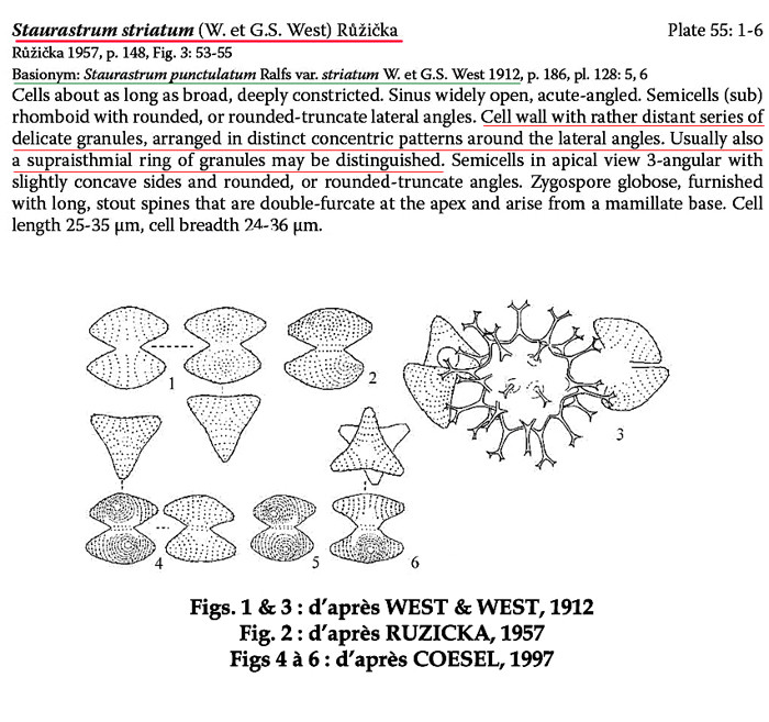Staurastrum striatum (W.et G.S.West) Ruzicka #84734