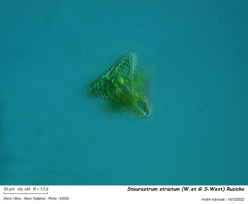 Staurastrum striatum (W.et G.S.West) Ruzicka #73025