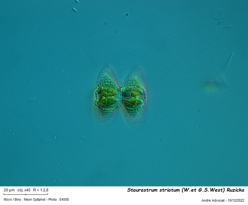 Staurastrum striatum (W.et G.S.West) Ruzicka #73024