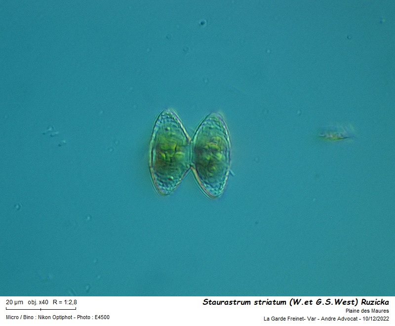 Staurastrum striatum (W.et G.S.West) Ruzicka #73023