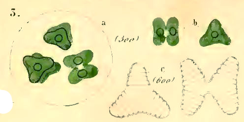 Staurastrum striolatum (Nägeli) W. Archer #75920