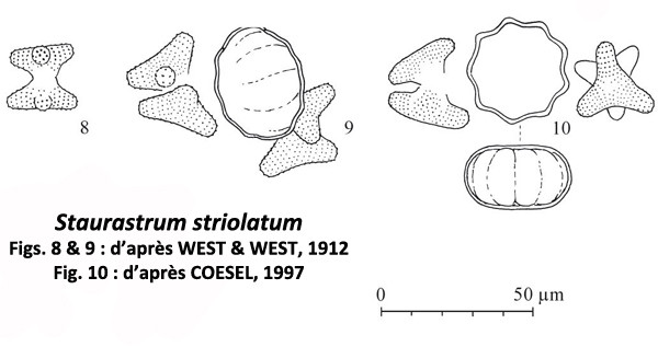 Staurastrum striolatum (Nägeli) W. Archer #83779