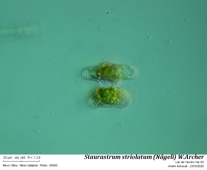 Staurastrum striolatum (Nägeli) W. Archer #64600