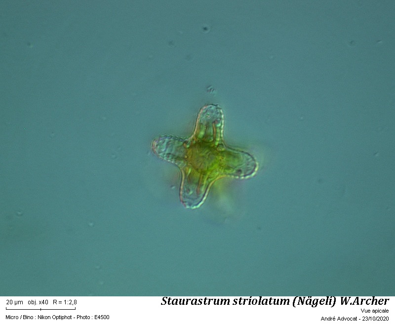 Staurastrum striolatum (Nägeli) W. Archer #64601