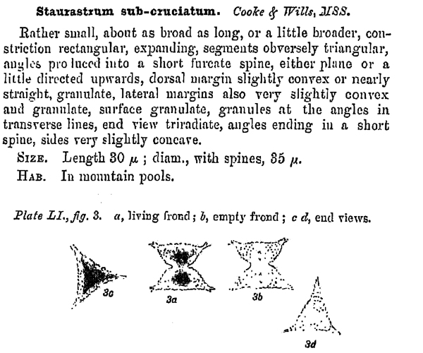 Staurastrum subcruciatum Cooke et Wills #79876