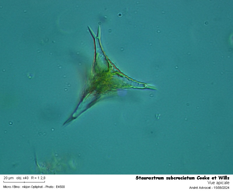 Staurastrum subcruciatum Cooke et Wills #79812