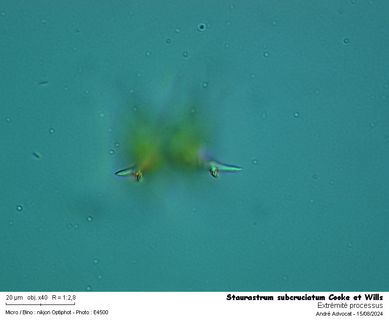 Staurastrum subcruciatum Cooke et Wills #79811