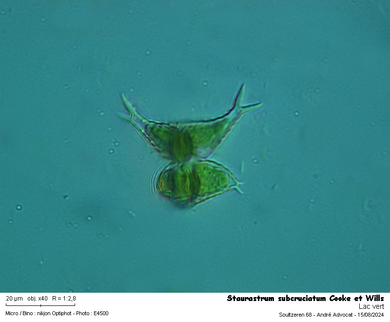 Staurastrum subcruciatum Cooke et Wills #79813