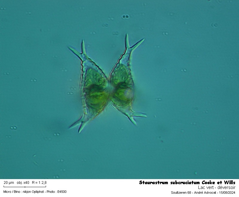 Staurastrum subcruciatum Cooke et Wills #79810