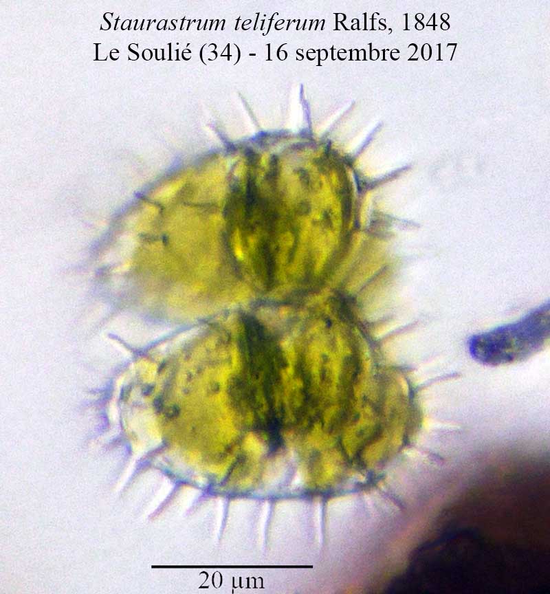 Staurastrum teliferum #52035