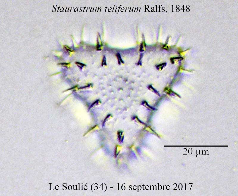Staurastrum teliferum #52038