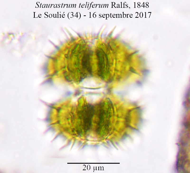 Staurastrum teliferum #52037