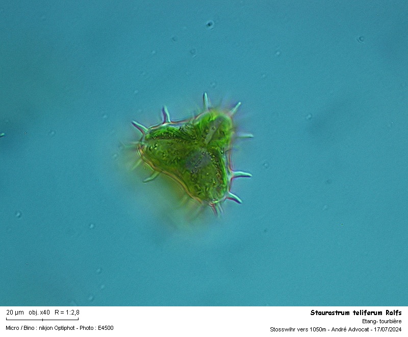 Staurastrum teliferum Ralfs #79450