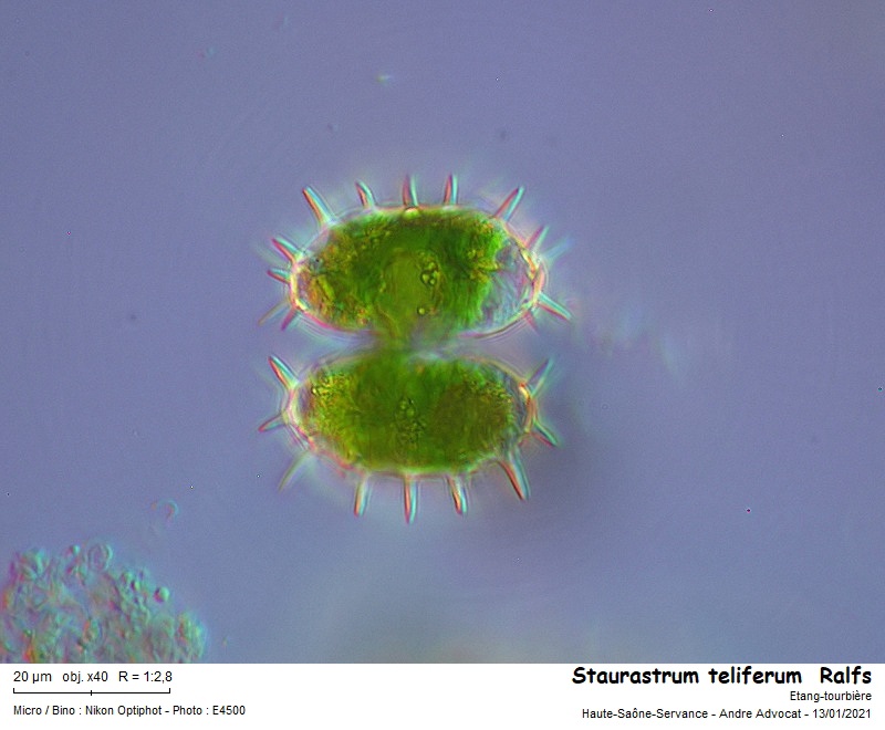 Staurastrum teliferum Ralfs #65384