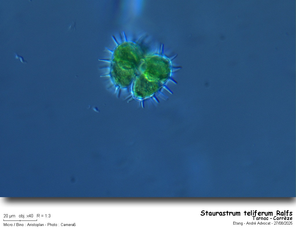 Staurastrum teliferum Ralfs #83449