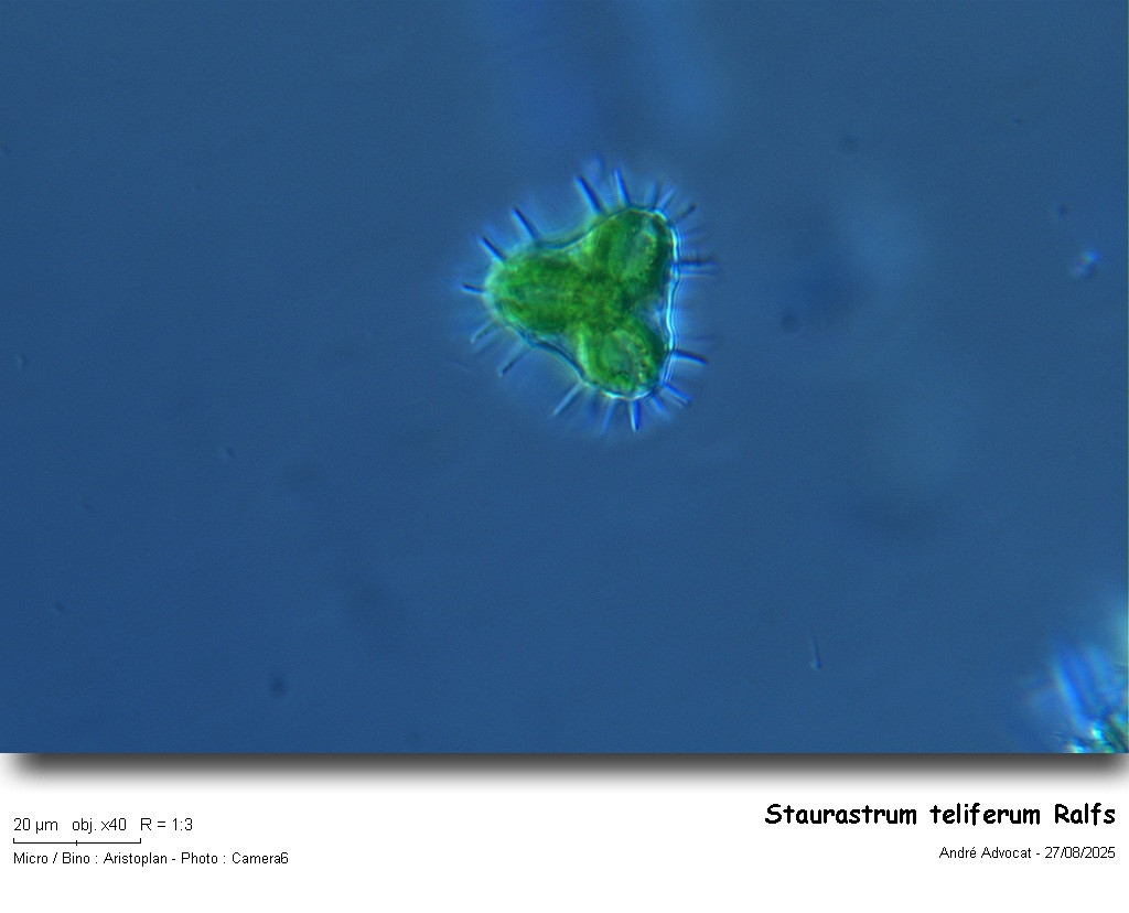 Staurastrum teliferum Ralfs #83450