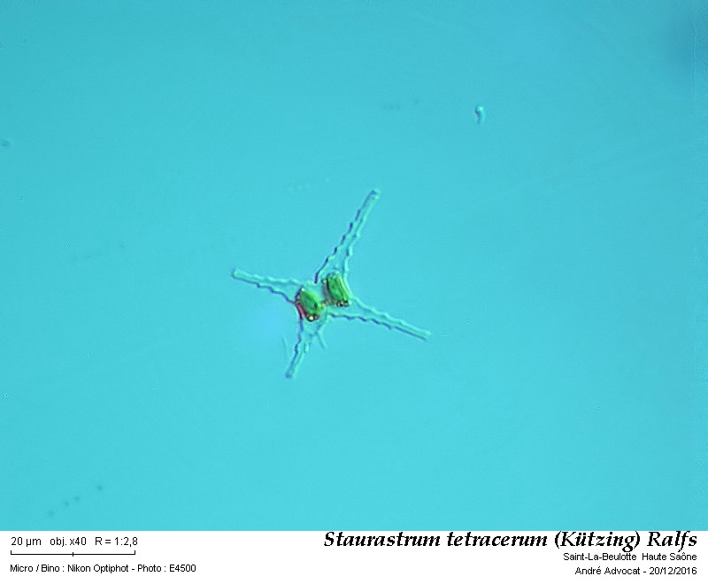 Staurastrum tetracerum (Kützing) Ralfs #48027