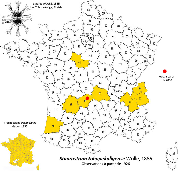 Staurastrum tohopekaligense Wolle #83796