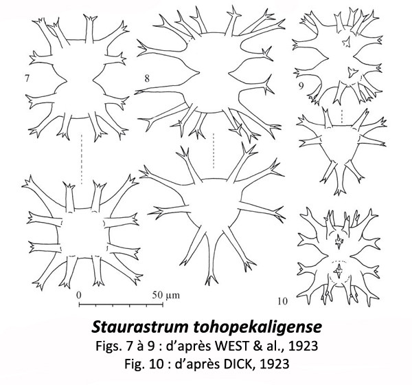 Staurastrum tohopekaligense Wolle #83798