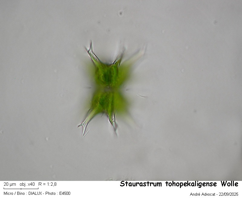 Staurastrum tohopekaligense Wolle #83714