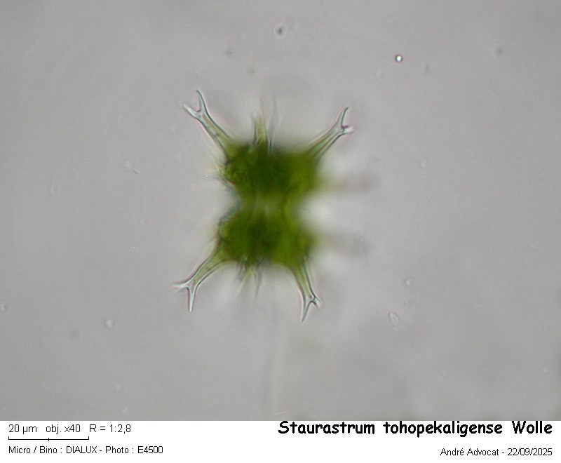 Staurastrum tohopekaligense Wolle #83715