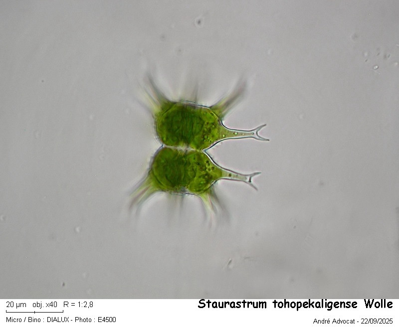 Staurastrum tohopekaligense Wolle #83713
