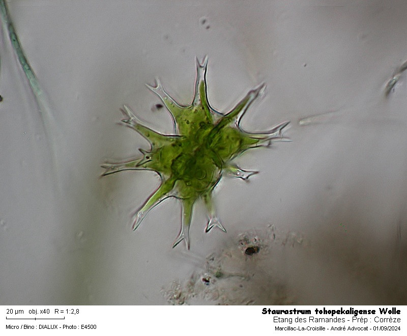 Staurastrum tohopekaligense Wolle #83712