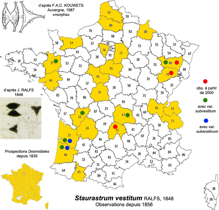 Staurastrum vestitum Ralfs #81996
