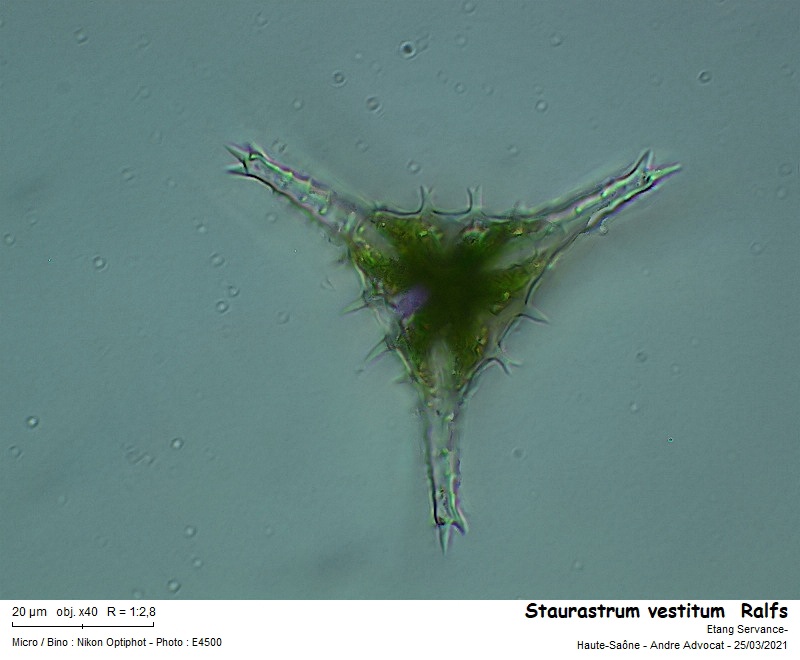 Staurastrum vestitum Ralfs #65980